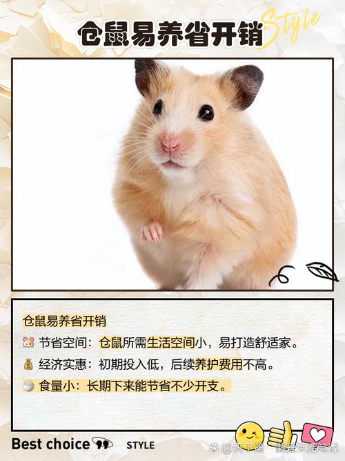 养仓鼠的风水效应究竟有多大，对家居环境有显著影响吗？