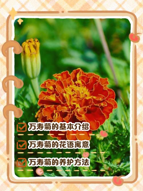 洋鬼子花代表什么命运，菊花命又是什么命？这两种花命有何特殊寓意？