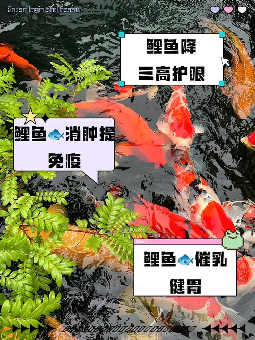 鲤鱼能否完全取代风水鱼，在风水布局中起到相同的作用呢？