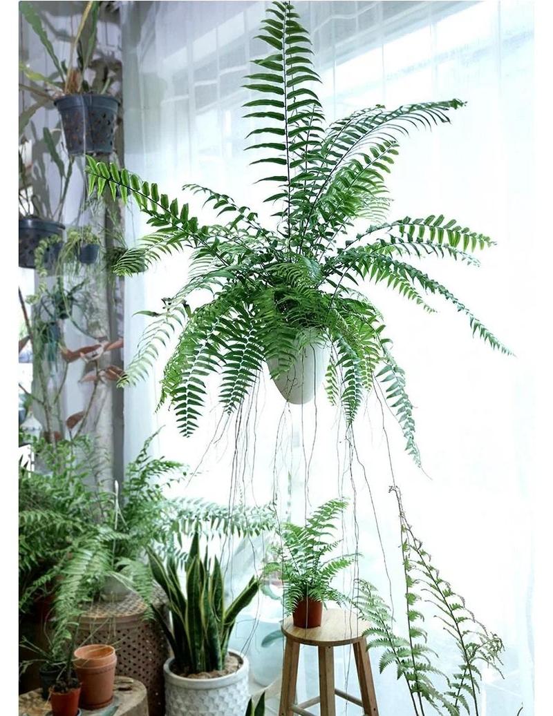 客厅摆放肾蕨对风水有何影响？