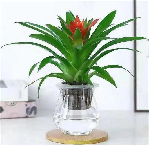 凤梨花在风水上是否象征着分离，这种说法有依据吗？