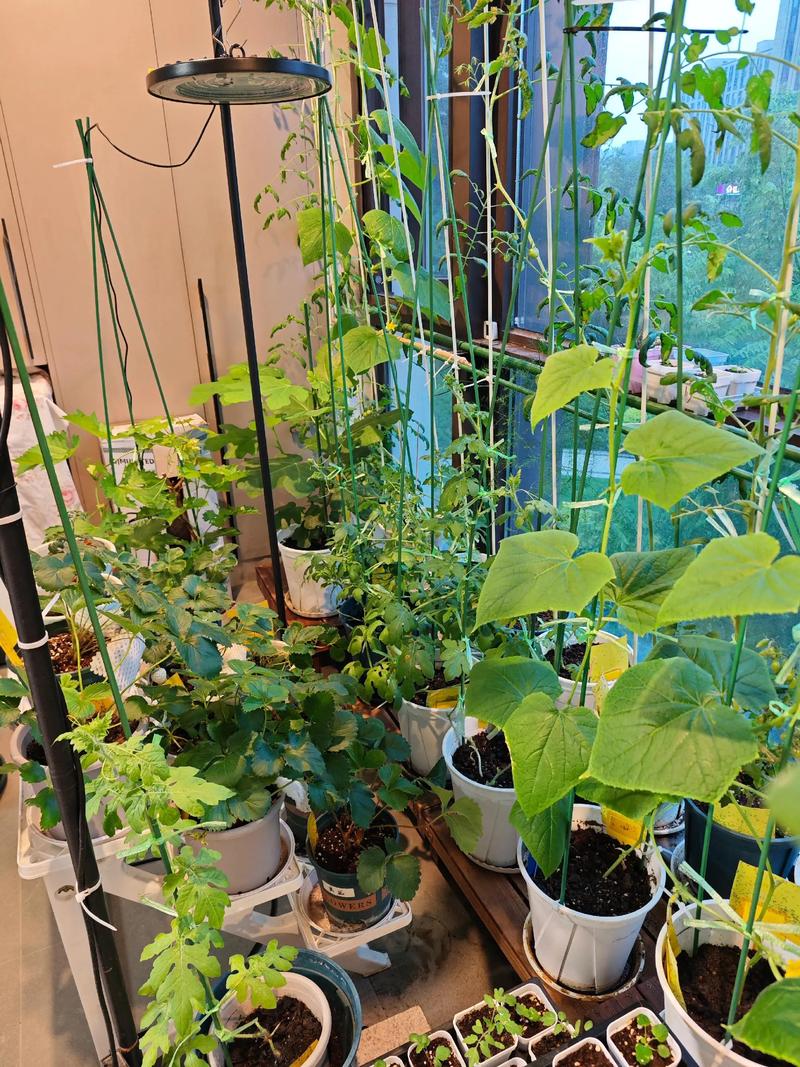 家里种菜安全且风水好吗？有没有什么讲究需要注意？