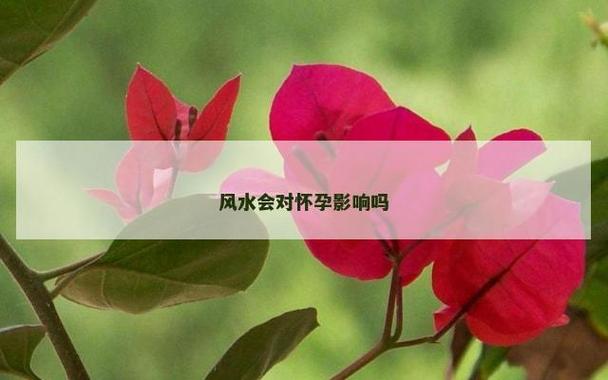 风水对怀孕成功率有实际影响吗？