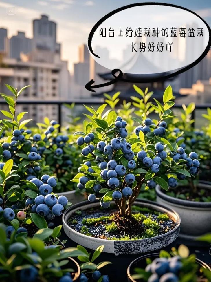 家里养蓝莓会对家居风水产生什么影响？