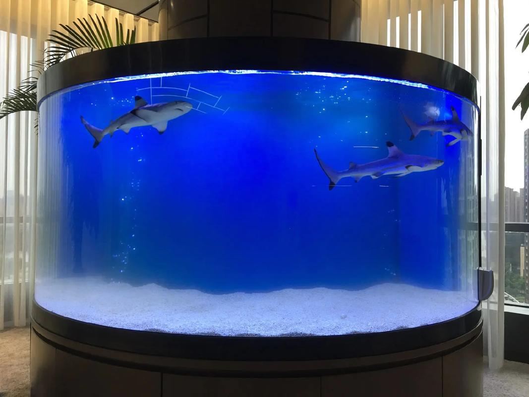 在风水鱼缸中可以养鲨鱼吗？这样的鱼适合家居风水吗？