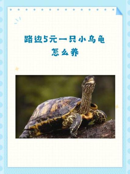 五元小乌龟的摆放与风水之间是否存在某种关联？