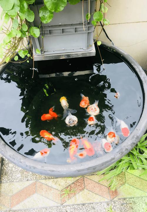 养金鱼真的嫩招财，这样的风水布置好吗？