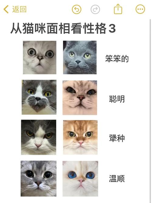如何根据猫命理判断命格，找到与自己命格相配的人？