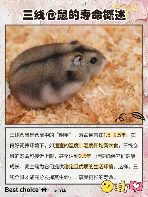 哪种仓鼠品种寿命最长？三线仓鼠老态特征有哪些？