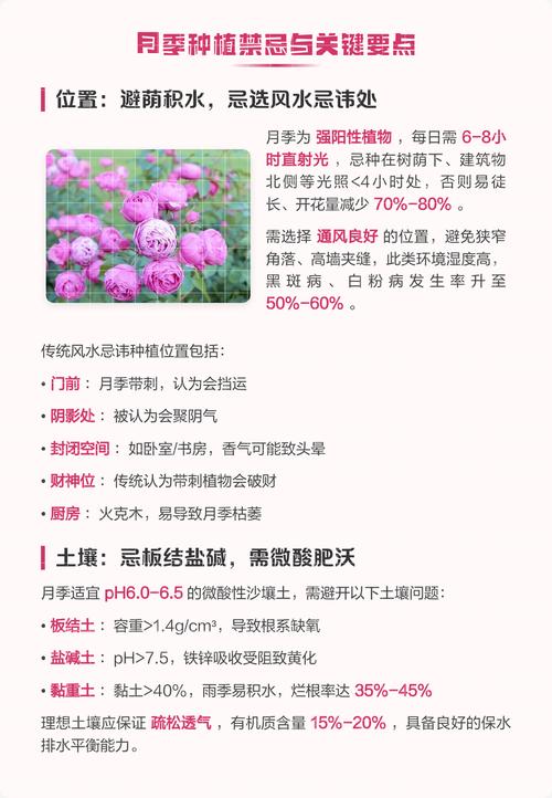庭院种植月季花有哪些风水忌讳需要注意？