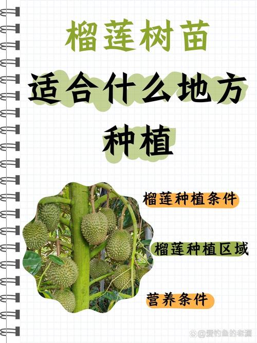 榴莲种植是否适宜，其风水条件如何？