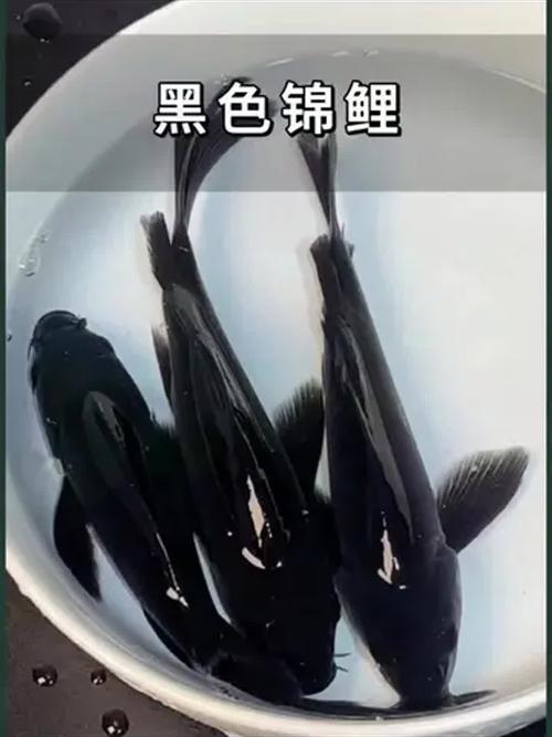家里养黑鲤鱼风水怎么样？适合吗？