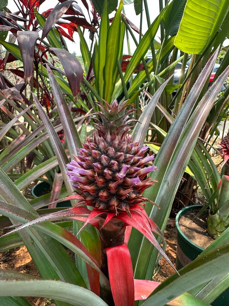 楼顶种植菠萝会对风水产生哪些不利影响？