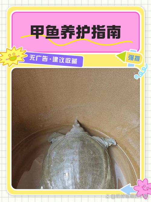 家里养甲鱼会对家居风水产生不良影响吗？