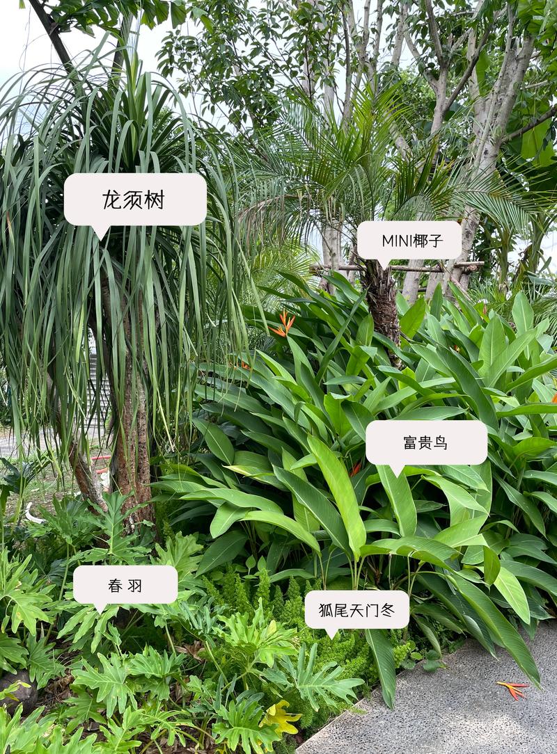 庭院种植芭蕉是否与风水学说中的吉凶有关联？