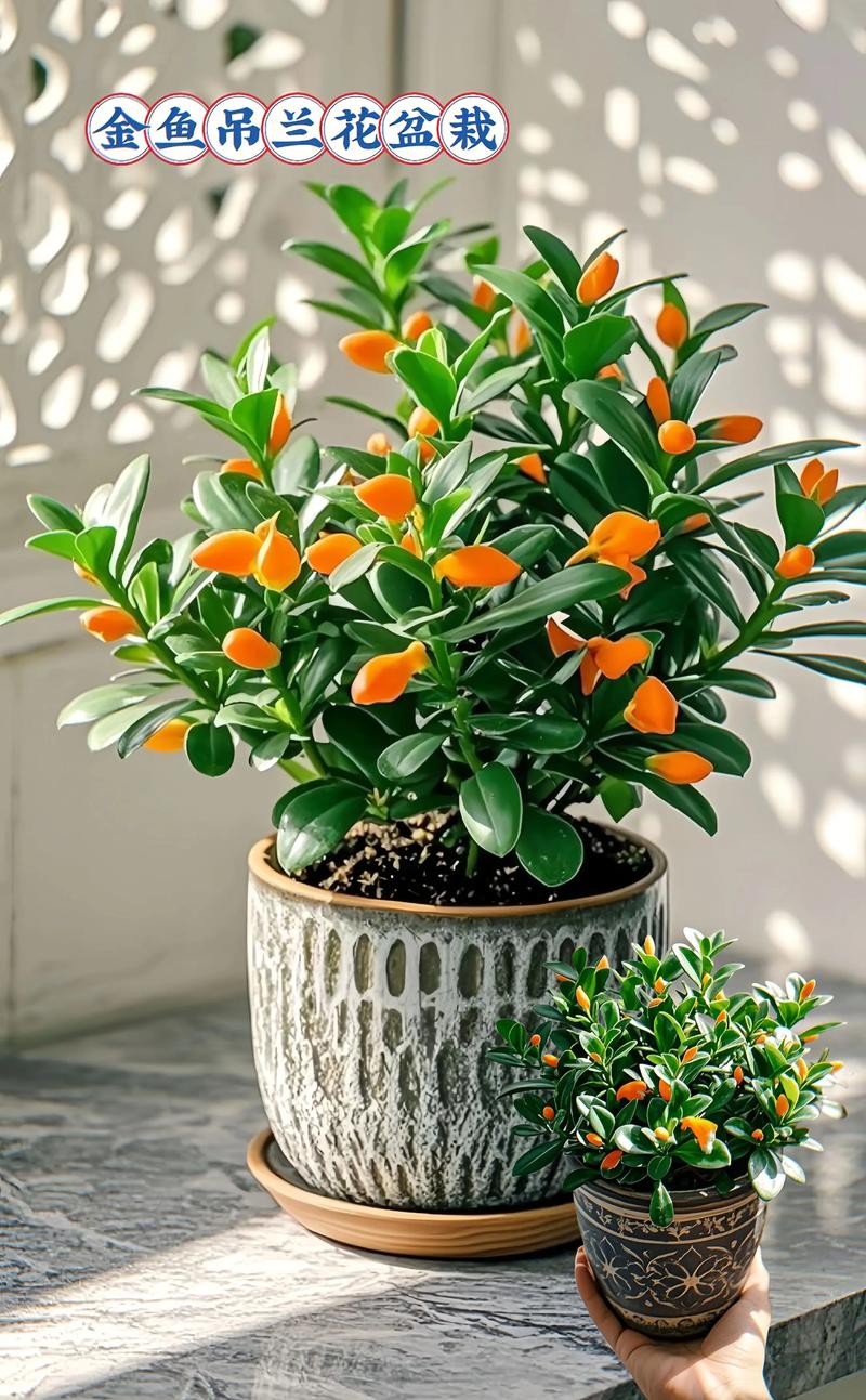 金玉吊兰在风水上真的有作用吗？