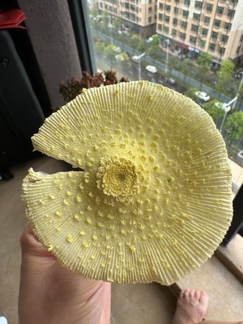 阳台适合晒蘑菇吗？这样的风水布局合适吗？