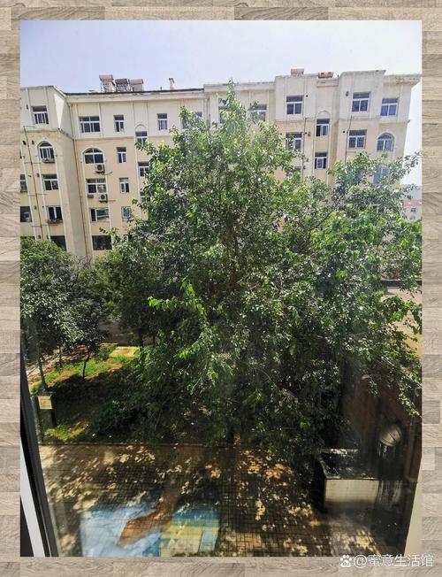桑树种植在住宅周围对风水有何特别益处？