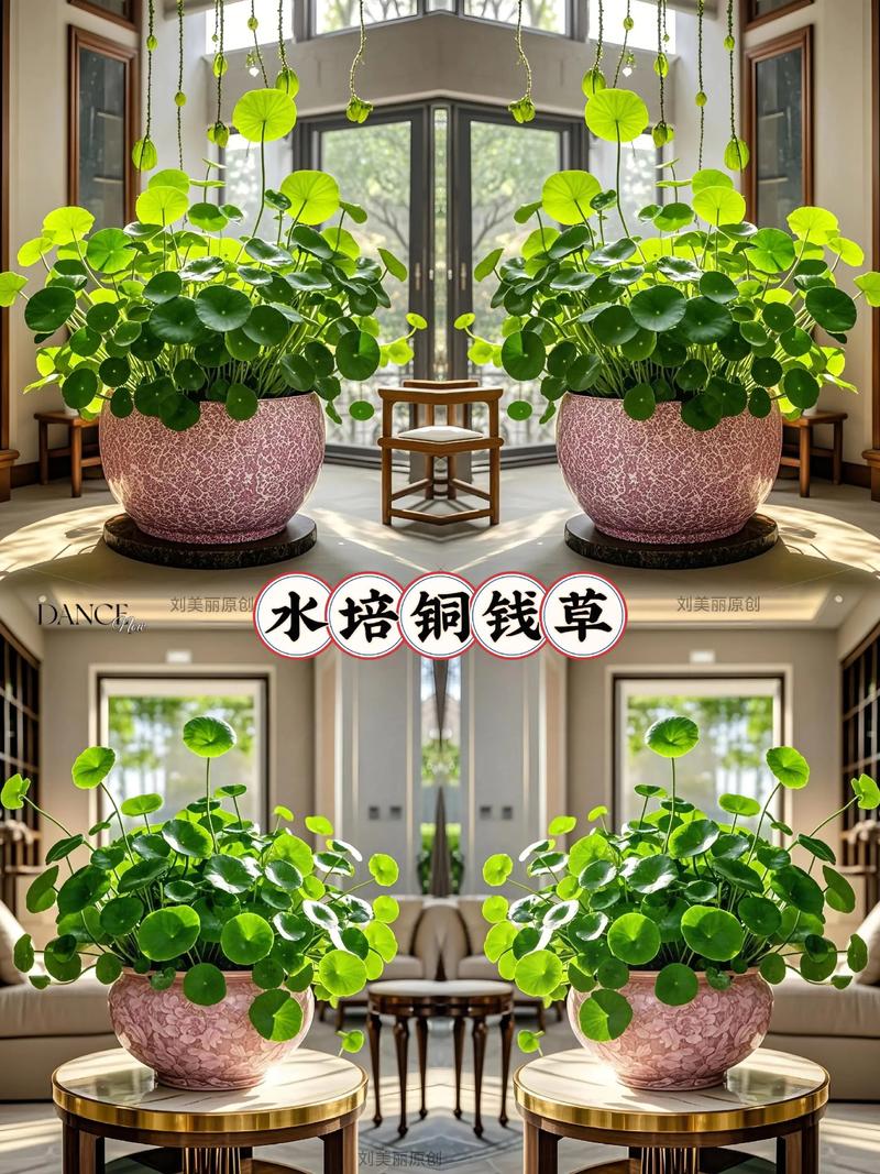 种植野草真的能提升家居风水效果吗？