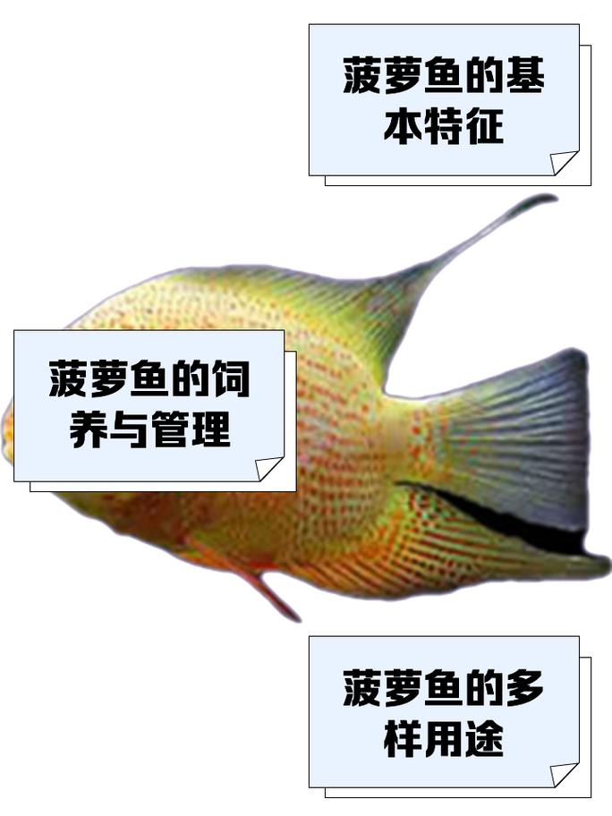 菠萝鱼究竟算不算风水鱼呢？