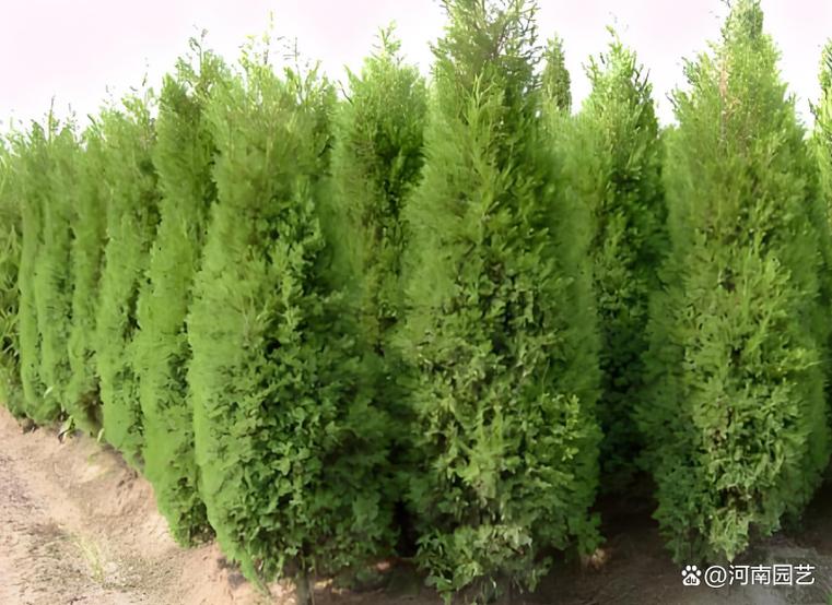 风水学屋旁种柏树合适吗？