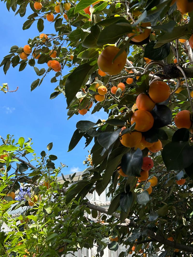 在风水大门前种植柿子树合适吗？