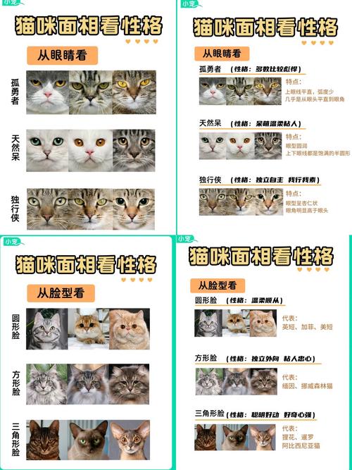 猫命理中属什么命格的人特点如何，如何同过命格命运？