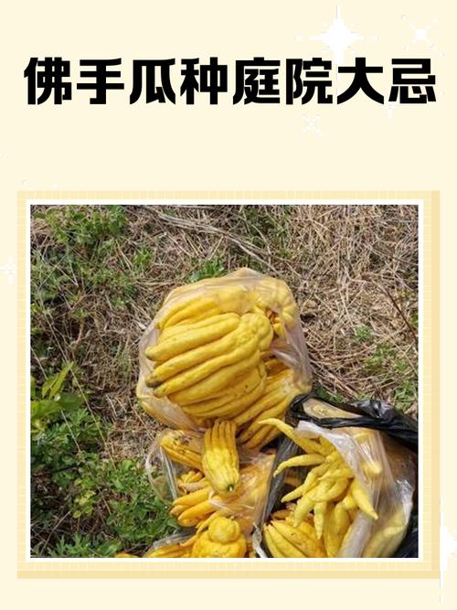 种植佛手瓜会对家居风水产生怎样的影响或作用呢？