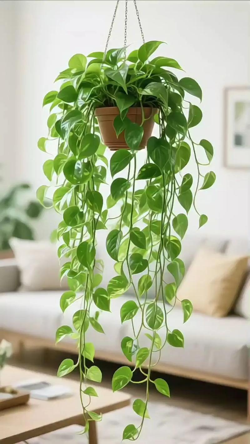 客厅摆放绿萝对风水有影响吗？