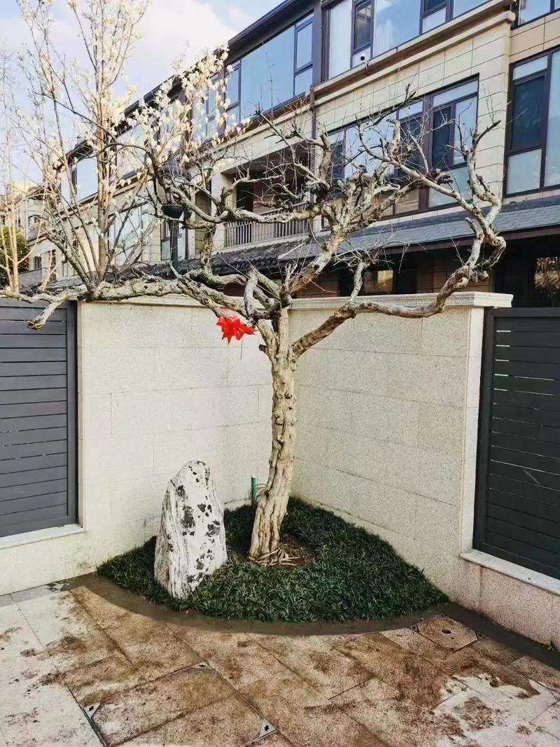 门前种植果树会影响家宅风水吗？