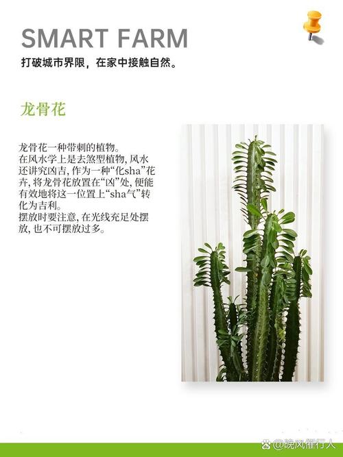 花卉种植的风水讲究有哪些具体细节？