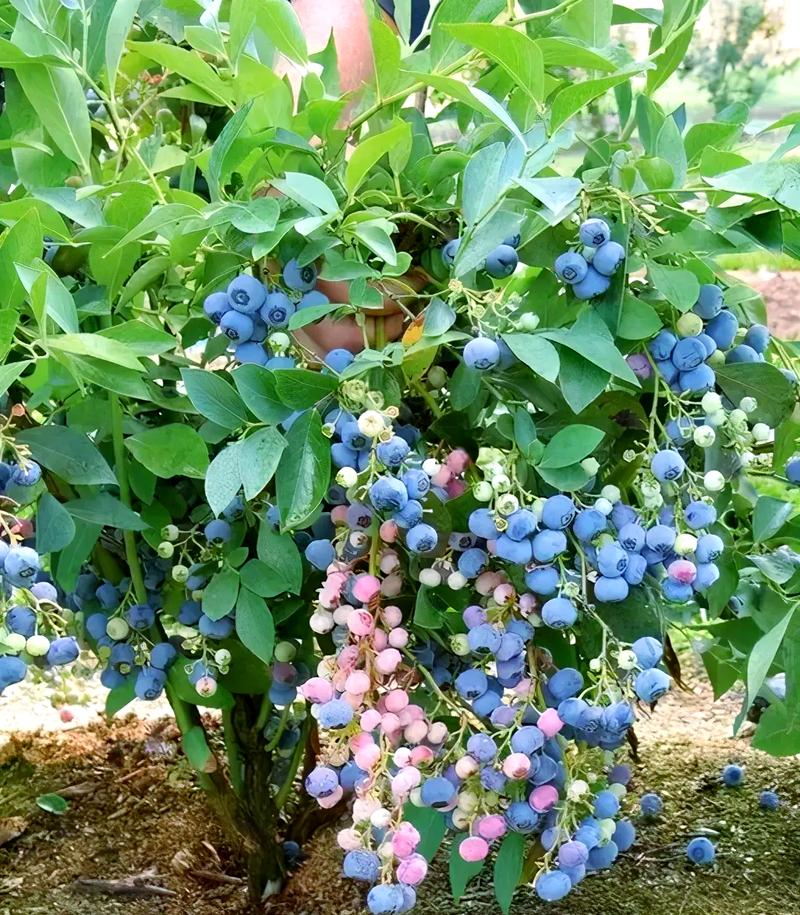 在家种植蓝莓会对住宅风水产生怎样的影响呢？