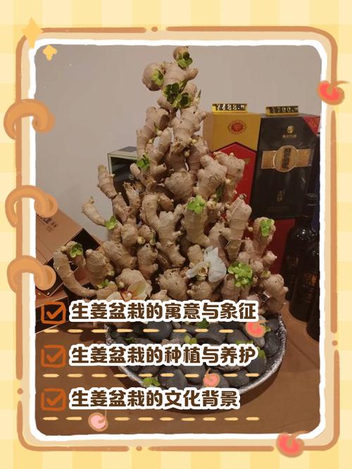 阳台种植生姜真的有讲究风水吗？