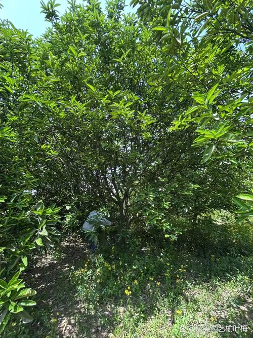 香泡树作为风水柱，其效果和适用性如何？