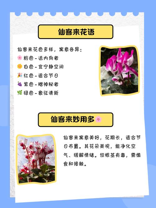 仙客来在风水上有哪些寓意和作用？