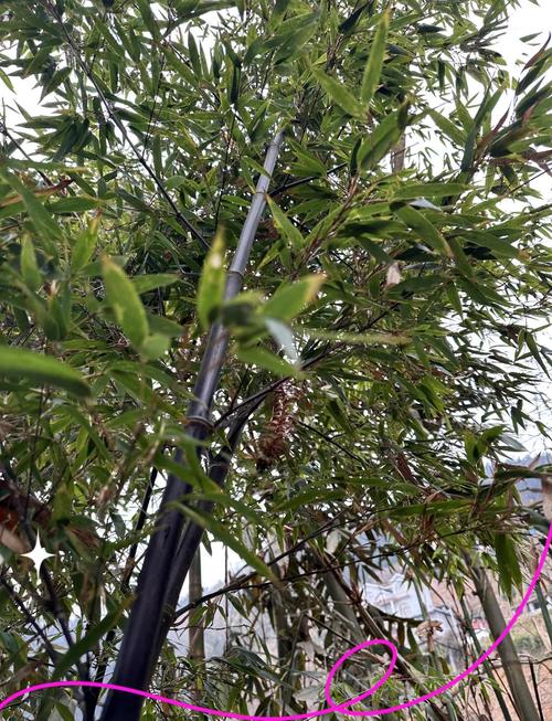 紫竹能否替代风水竹用于风水布局？