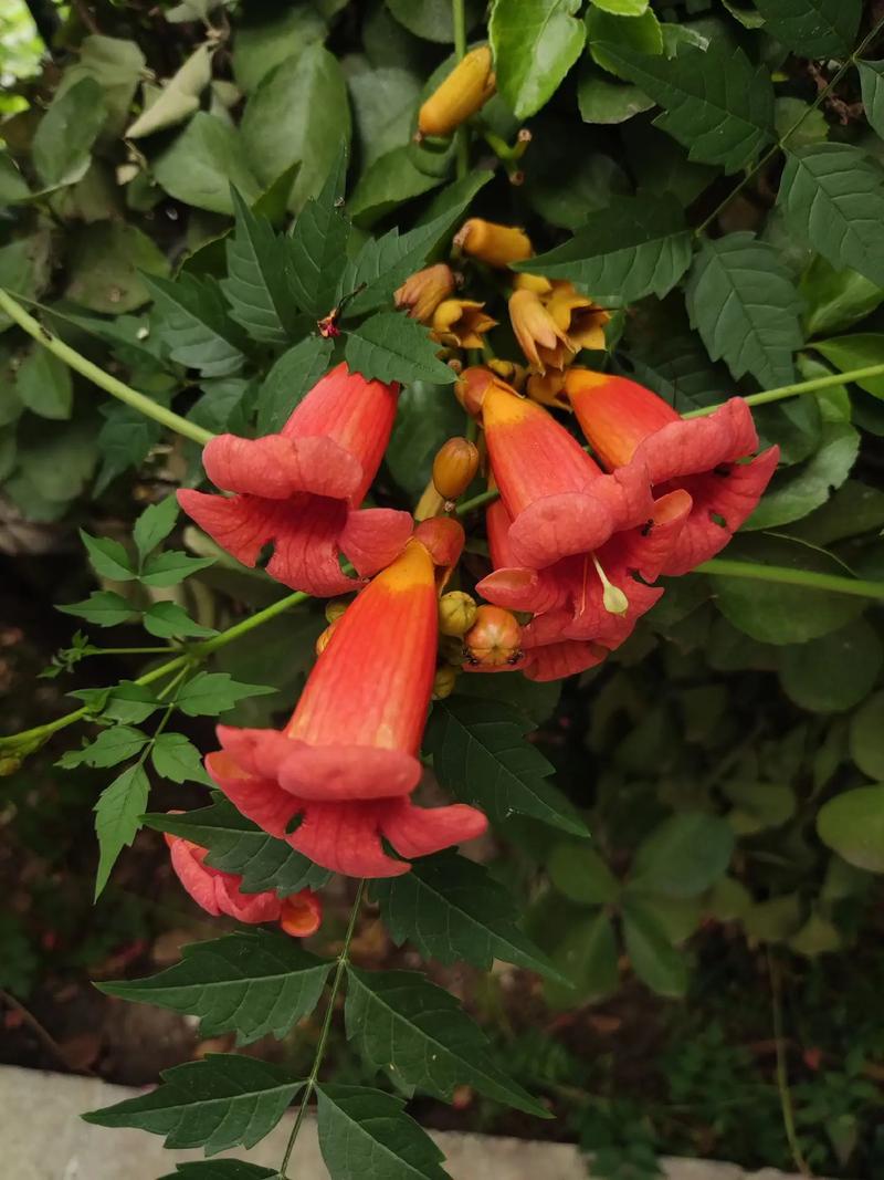 凌霄花在风水上有什么特别的寓意或作用？