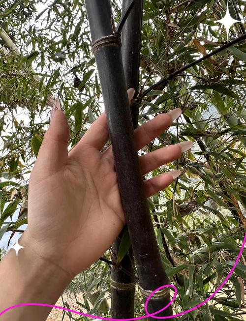 紫竹能否替代风水竹用于风水布局？