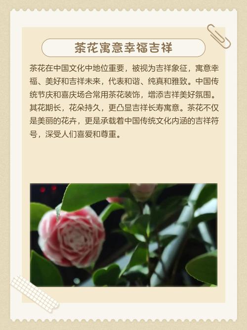 茶花风水说法是否具有科学依据？