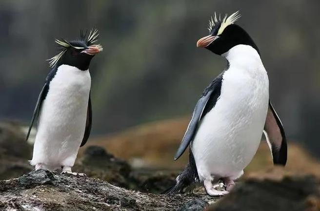 企鹅在风水上有哪些吉祥寓意呢？