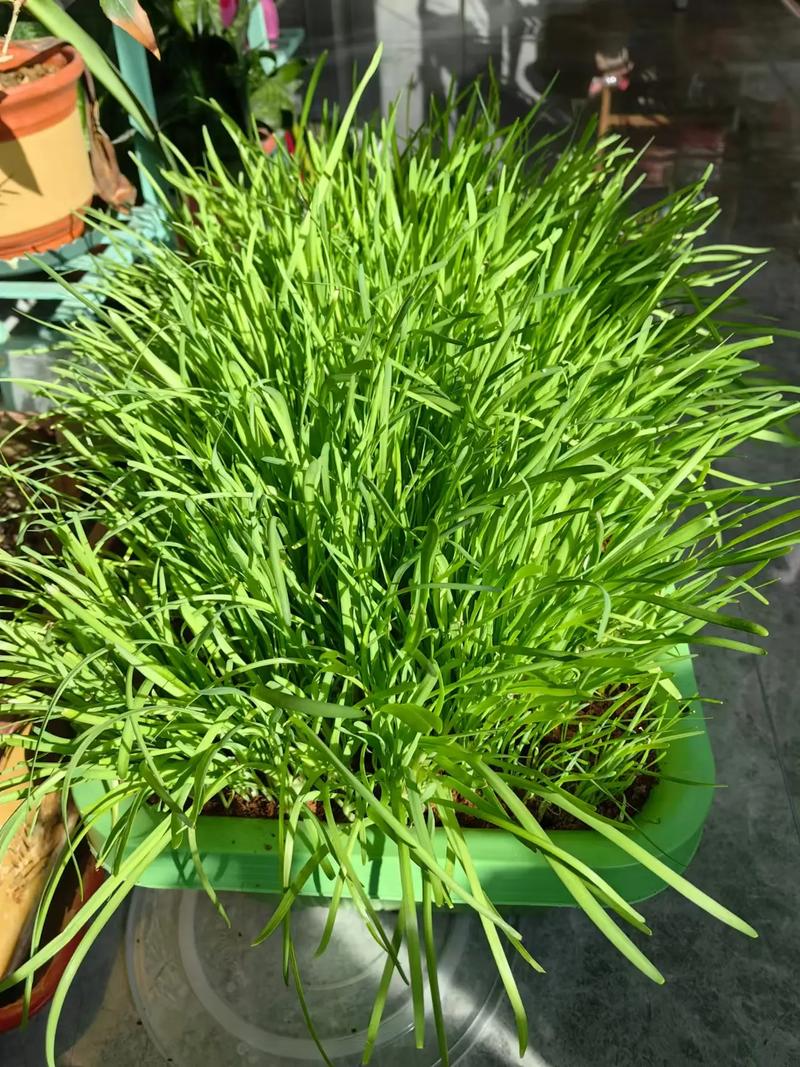 室内种植韭菜对风水有影响吗？