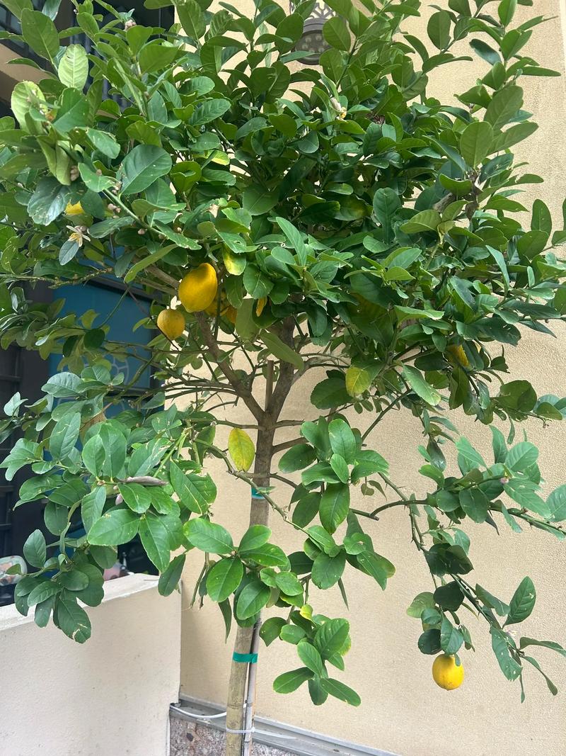 柠檬树在风水学中是否被归类为吉祥的风水树？