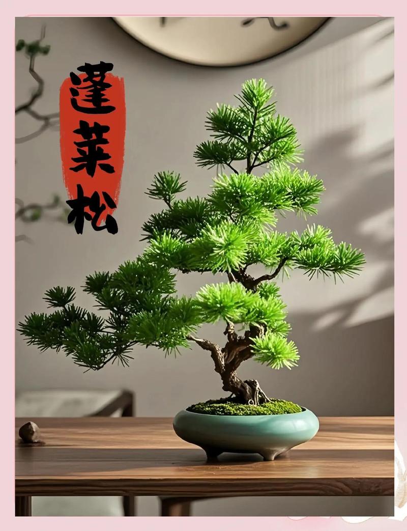 阳台种松树风水好吗？有什么讲究？