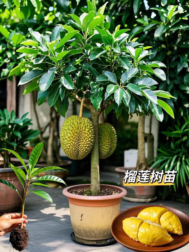 客厅风水适宜养护榴莲树吗？