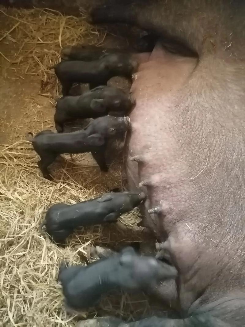 猪宝宝午时出生，他的命运究竟如何？