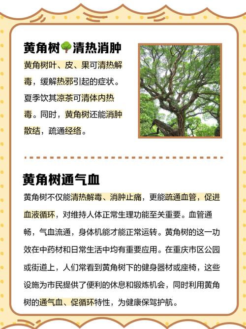 小区种植黄桷树会对风水产生怎样的影响呢？