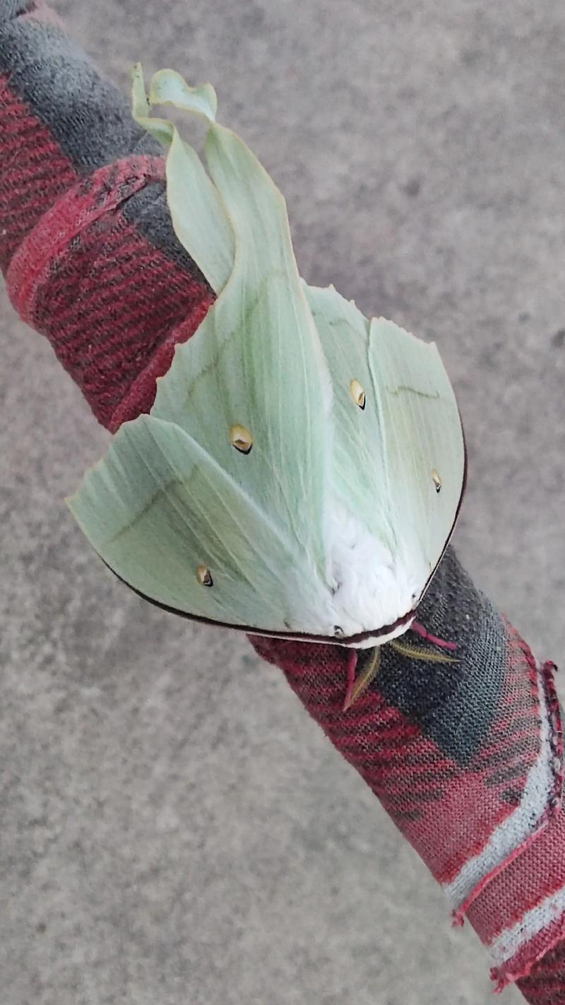 家里养蚕对风水是不是能带来吉祥好运呢？