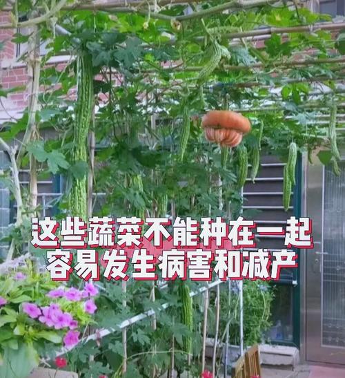 在住宅后方种植蔬菜会对家宅风水产生不良影响吗？
