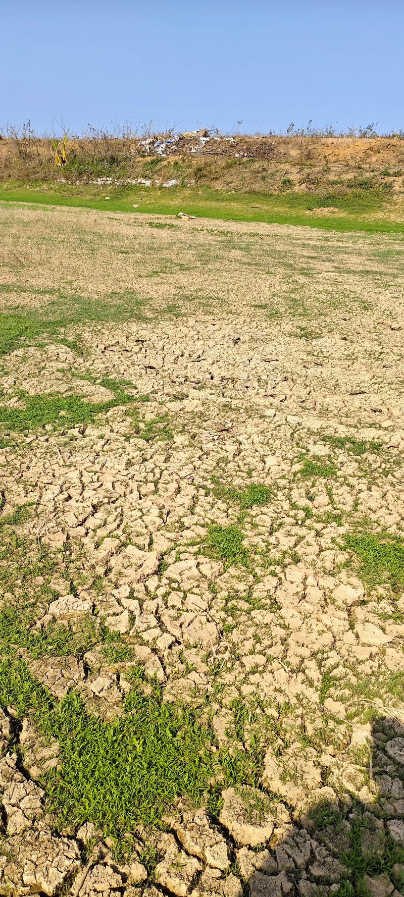 根好树真的旺风水吗？这是真的吗？