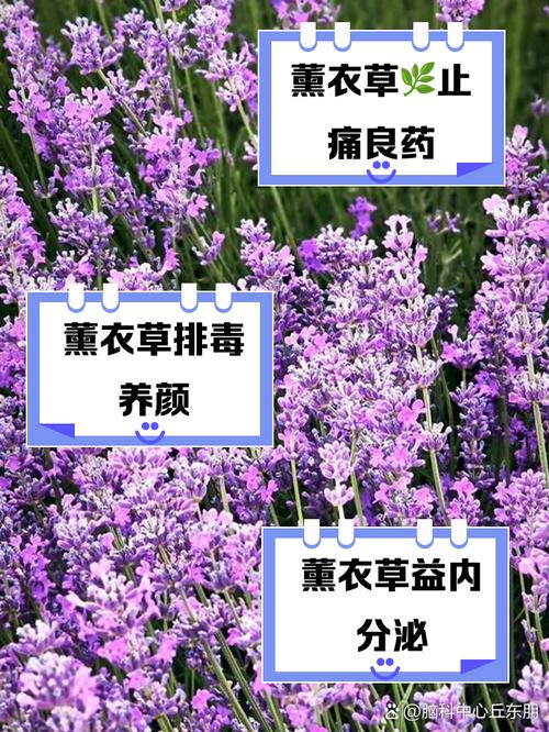 薰衣草种植对家居风水有怎样的影响或作用？